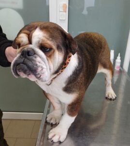 „Renomowana Hodowla w dokumentach” w rzeczywistości kibel za stodołą.